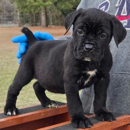 Boy Wonder - Black male Cane Corso puppy in Tabor City, North Carolina from Dream Team Kennels