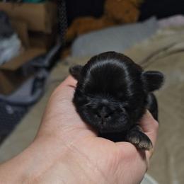 Boy 2 - Sable male Shih Tzu puppy in Henrico, Virginia from Wild Wind Shih Tzu