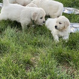 Golden Retriever and Jack Russell Terrier Puppies from Shelby Burleson's Golden Retrievers and Jack Russell Terriers