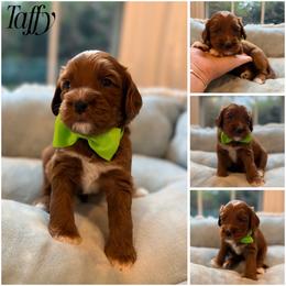 Taffy - Red male Australian Labradoodle puppy in Summerfield, North Carolina from Four Oaks Labradoodles