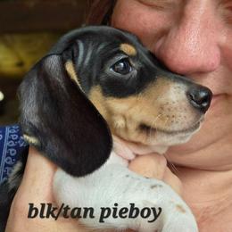 Gray collar, Pippie's black and tan piebald smooth boy - Piebald male Dachshund puppy in Caldwell, Idaho from Dozendachs