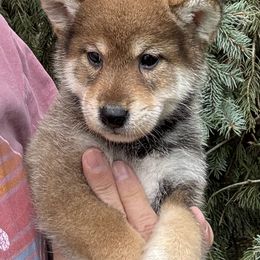 Light sesame - Sesame male Shiba Inu puppy in Winthrop, Minnesota from Kayobi Shibas