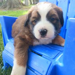 Companion Cross and Saint Bernard Puppies from Coleman Saint Bernards of Ohio