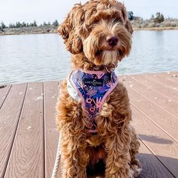 Australian Labradoodles from Cedar Creek Labradoodles