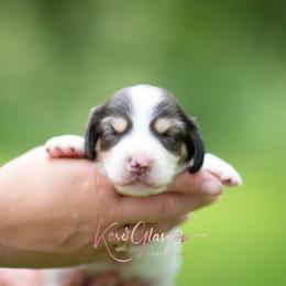 AKC Teddy - Piebald male Dachshund puppy in Knox City, Missouri from Brittney's Dachshunds