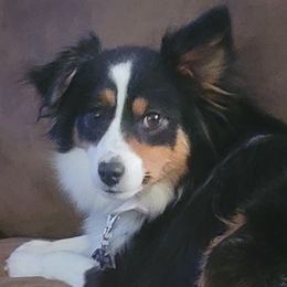 Aussiedoodles and Toy Australian Shepherds from Fur The Love Of Doodle