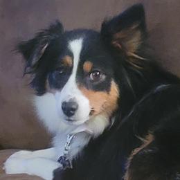 Aussiedoodles and Toy Australian Shepherds from Fur The Love Of Doodle