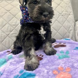Miniature Schnauzer Puppies from NM Schnauzer Minis