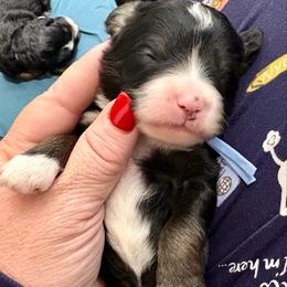 Blue collar boy - Tri-color male Bernedoodle puppy in Lake, Michigan from 3 King Doodles & Poodles