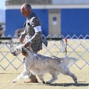 Dylan - English Setter
