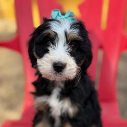 Eleven- Turquoise collar girl - Tri-color female Bernedoodle puppy in Colorado Springs, Colorado from Mercy Mountain Bernedoodles