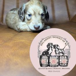 Rabbit - Cream male Dachshund puppy in Mt. Sterling, Kentucky from Decadent Doxies of KY