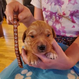 Brown - Dark golden male Golden Retriever puppy in Lanesboro, Minnesota from Eagle Ridge Golden Retrievers