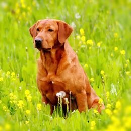 Labrador Retrievers from QuickTriggerKennels