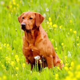Labrador Retrievers from QuickTriggerKennels