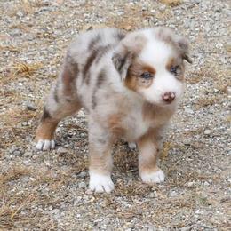 Anthem - Red merle female Australian Shepherd puppy in Falcon, Missouri from www.maubachranch.com