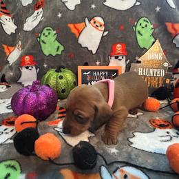 Chi-chi - Red female Dachshund puppy in Park Hills, Missouri from Ozark Miniature Dachshunds