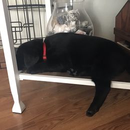 Labrador Retriever Puppies from Southern Tails Labradors