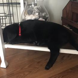 Labrador Retriever Puppies from Southern Tails Labradors