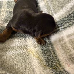 Girl 3 - female Yorkshire Terrier puppy in Escondido, California from Yorkies of Escondido