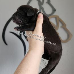 White Collar - Black female Great Dane puppy in Alton, Illinois from Show Me Great Danes and Basset Hounds