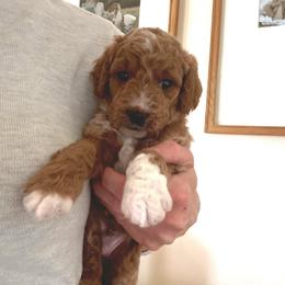 Boy 4 - Red  male Goldendoodle puppy in Sacramento, Utah from Little legacy doodles