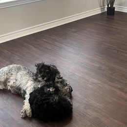 Miniature Schnauzer Puppies from Sugarbaby Kennel