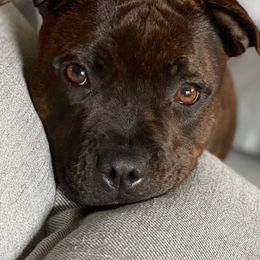 Staffordshire Bull Terriers from Wheeler's Staffys