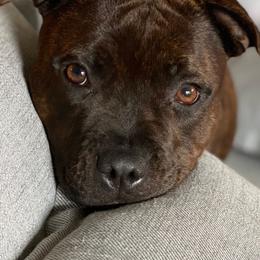 Staffordshire Bull Terriers from Wheeler's Staffys
