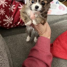 Sonny - Black sabled fawn male Chihuahua puppy in Williamsburg, Virginia from PAWSitive Cheeky Chihuahuas