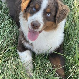 Flame - Miniature Australian Shepherd
