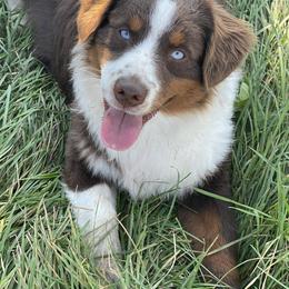 Flame - Miniature Australian Shepherd