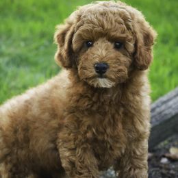 Sherman - Red  male Poodle puppy in Etna Green, Indiana from Perfect Match Poodles