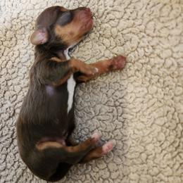Slinky- CKC Registration - Chocolate and tan male Dachshund puppy in East Bend, North Carolina from Yadkin Valley Dachshunds