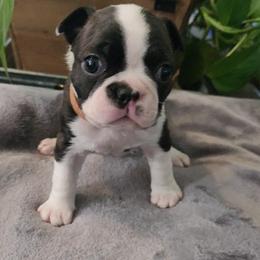 Brown Collar - Seal and white male Boston Terrier puppy in Shreveport, Louisiana from Cristi's Port Bostons