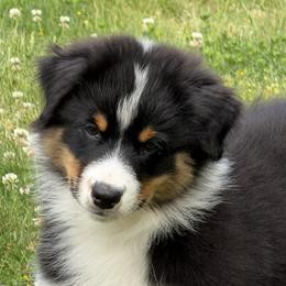 Ollivander - Black tri-color male Australian Shepherd puppy in Puyallup, Washington from SolarStorm Australian Shepherds