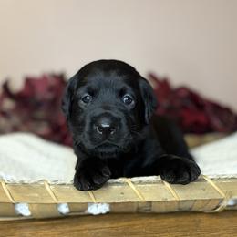 Bear - Black male Labrador Retriever puppy in Rocky Top, Tennessee from Rocky Top Retrievers