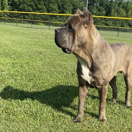 Cane Corso from Davenport Kennel Club