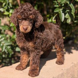 Rocky - Phantom male Poodle puppy in Laveen, Arizona from Neely Family Poodles