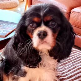 Aada - Cavalier King Charles Spaniel