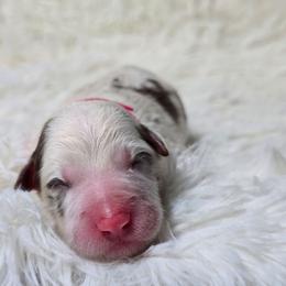 Wingardium Leviosa - Red merle female Border Collie puppy in Chicora, Pennsylvania from Riverwood