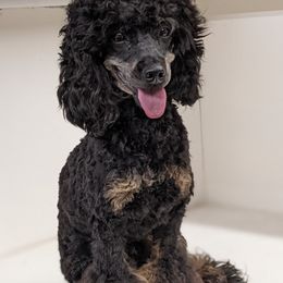 Gemma - Poodle