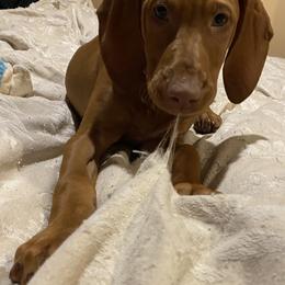 Vizsla Puppies from Carlson Vizslas