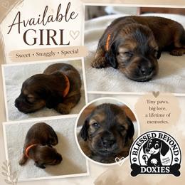 Girl 3. 2250 - Sable female Dachshund puppy in Isabel, South Dakota from Blessed Beyond Doxies