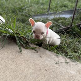Pink Lady - White female French Bulldog puppy in Wann, Oklahoma from OG’s Frenchies