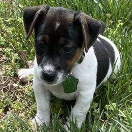 Russell Terriers from Greer's Rusell Terriers