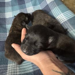 AKC Boy 1 - Gold brindle male Dutch Shepherd puppy in Hastings, Minnesota from Century Hills Farm