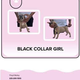 Girl 3 - Fawn Cane Corso puppy in Laplace, Louisiana from BFM Cane Corso’s