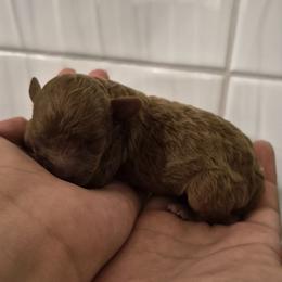 Penny - Red  female Poodle puppy in Chandler, Arizona from Fabi toy Poodle
