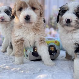 Aussiedoodle and Cavapoo Puppies from Pawsome Aussie Doodles and Oodles